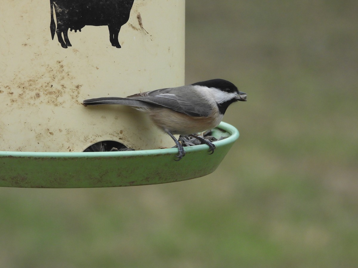 Каролинская гаичка - ML646819690