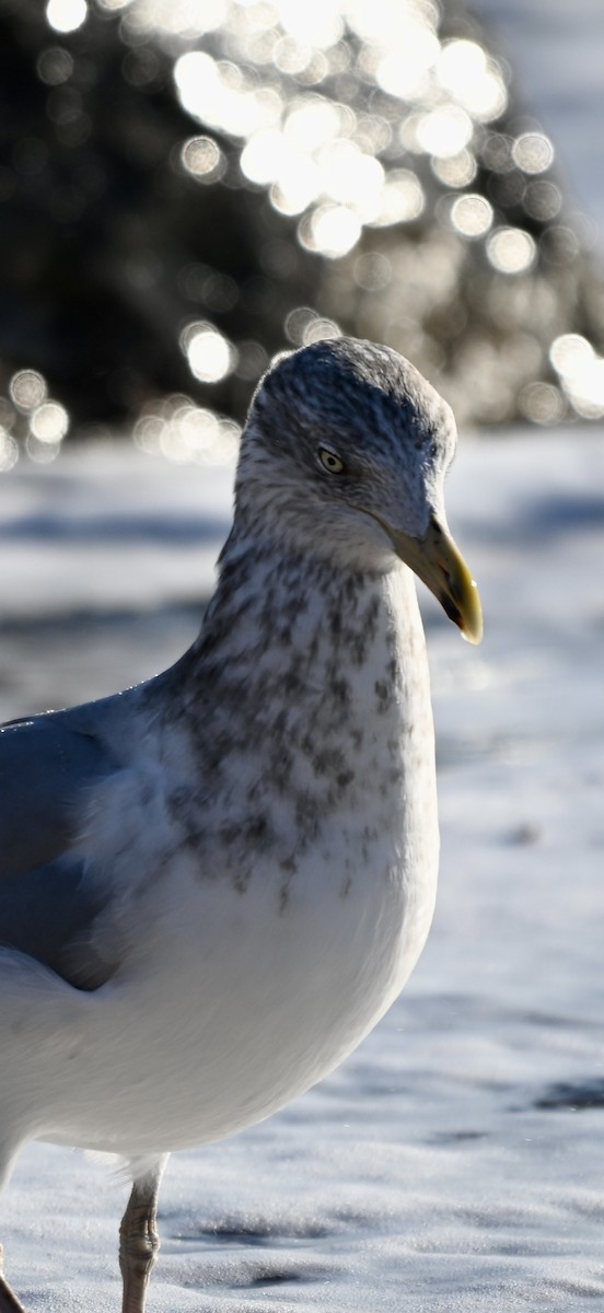 American Herring Gull - ML646819691