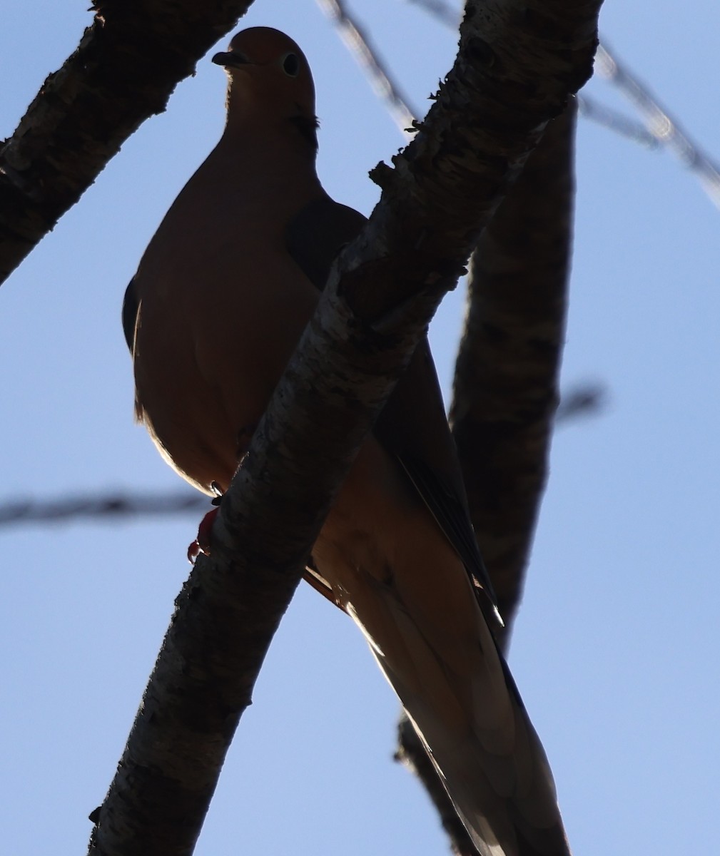 Mourning Dove - ML646819694