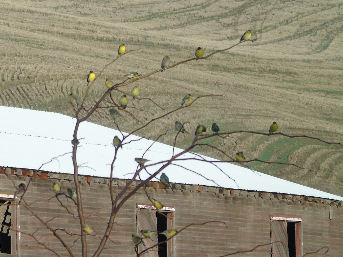 Lesser Goldfinch - ML646819696