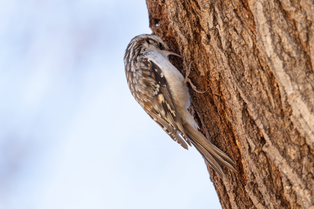 Gerri-txori amerikarra - ML646819699