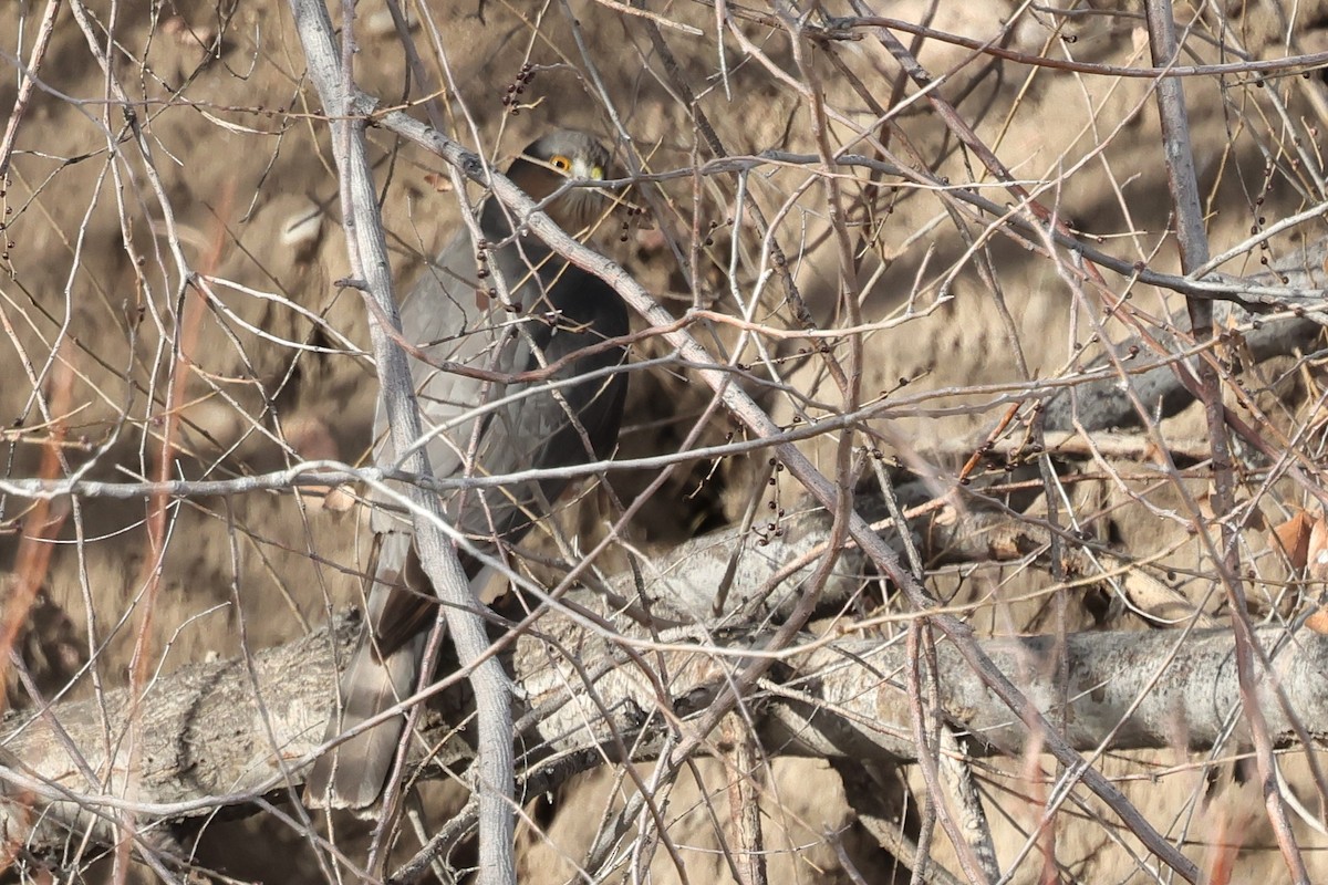 Sharp-shinned Hawk - ML646819701