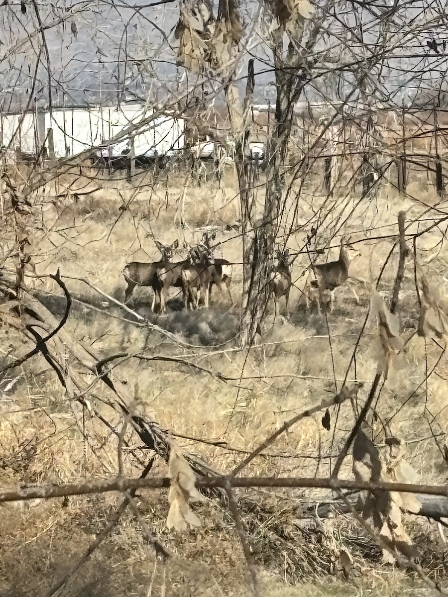 Animals - ML646819702