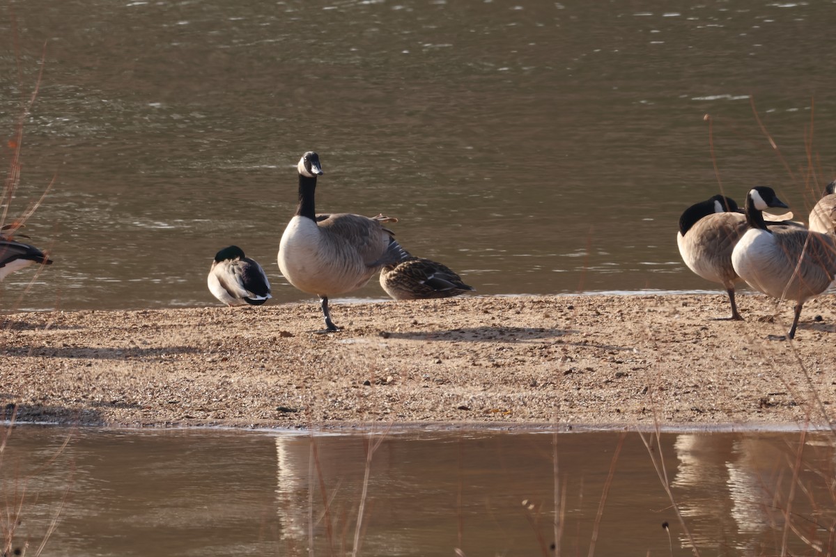 berneška velká - ML646819719