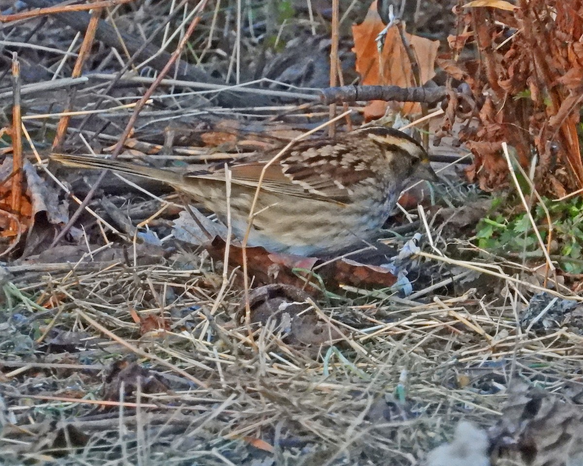 White-throated Sparrow - ML646819720