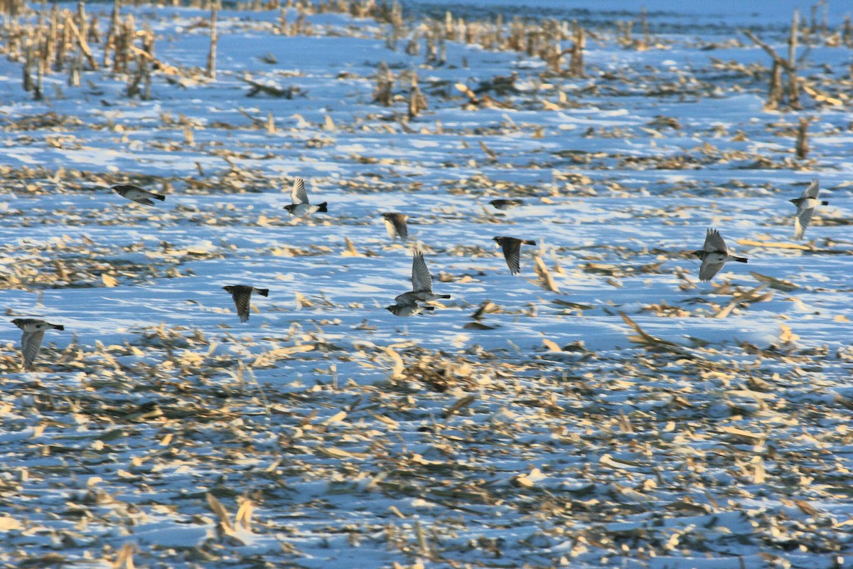 Horned Lark - ML646819722