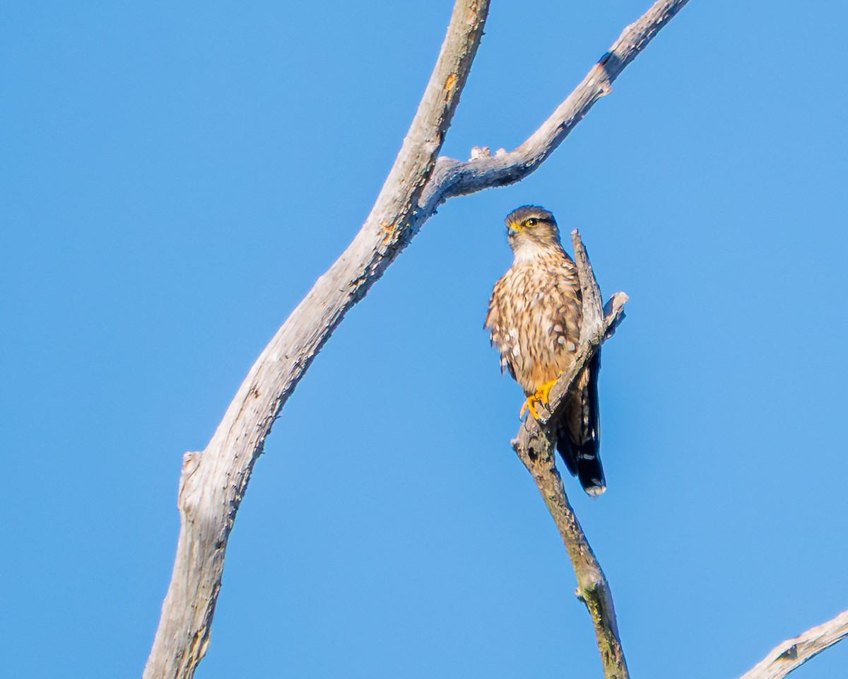 dřemlík tundrový - ML646819723