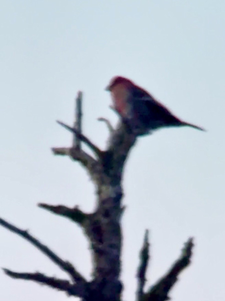 hýl křivčí - ML646819728