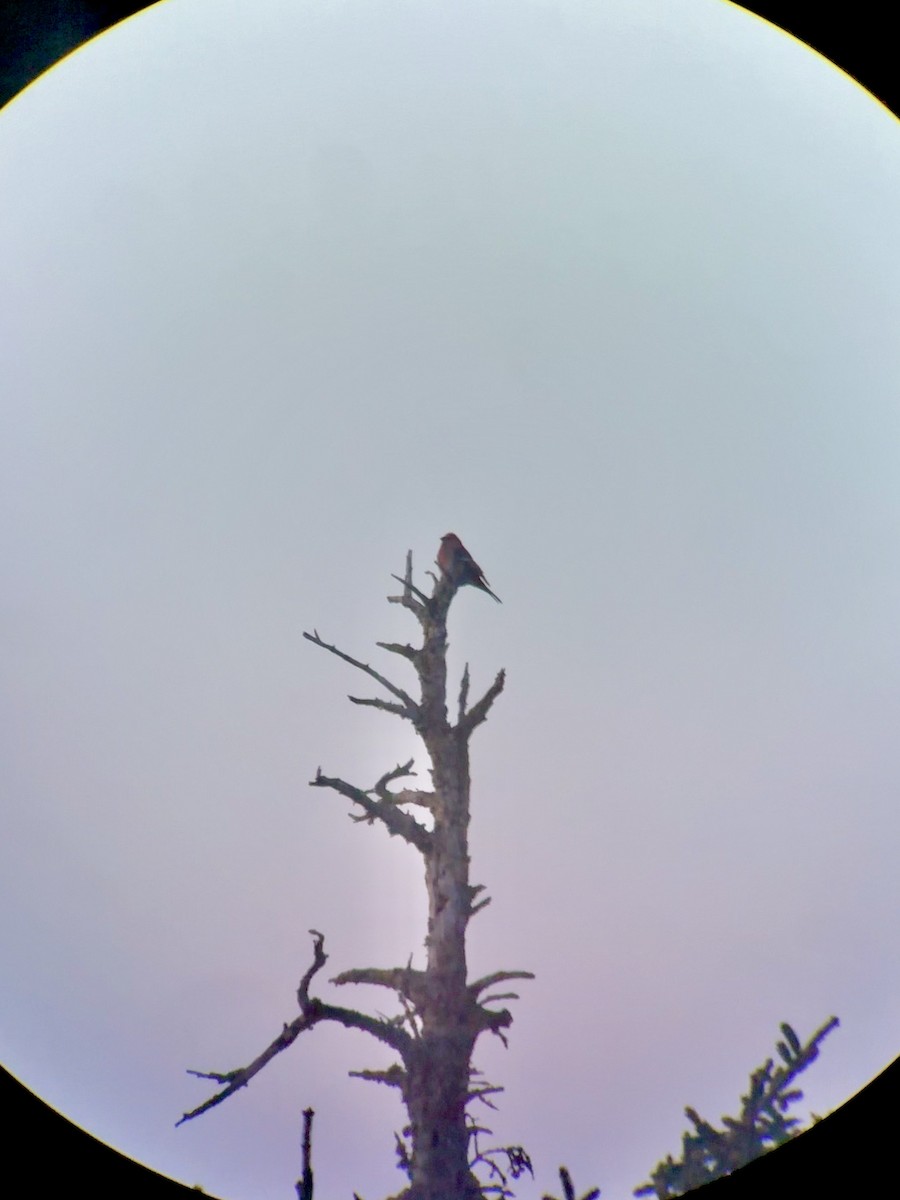 hýl křivčí - ML646819729