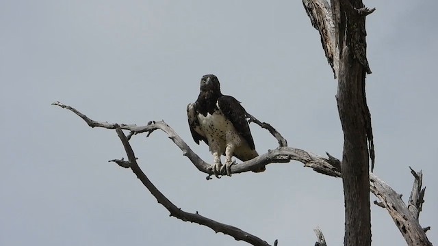 Martial Eagle - ML646819732