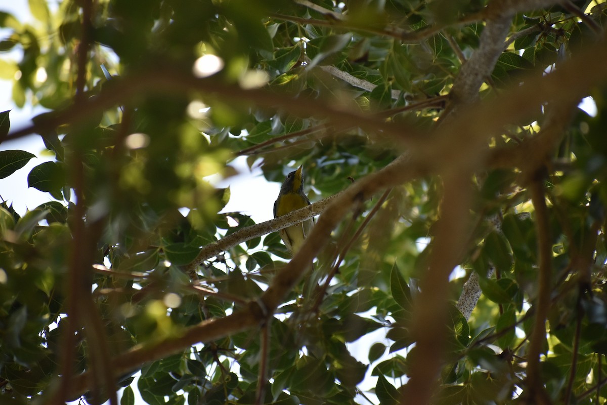 stryparula - ML646819733