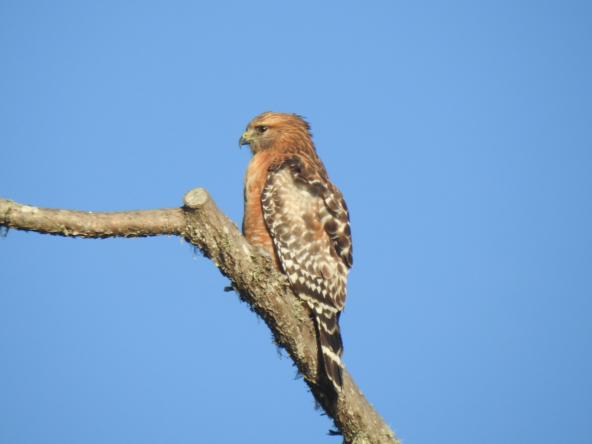Red-shouldered Hawk - ML646819734