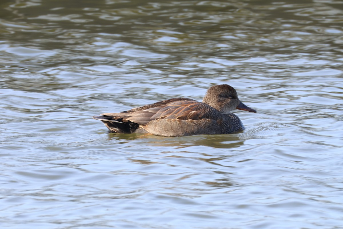 kopřivka obecná - ML646819736