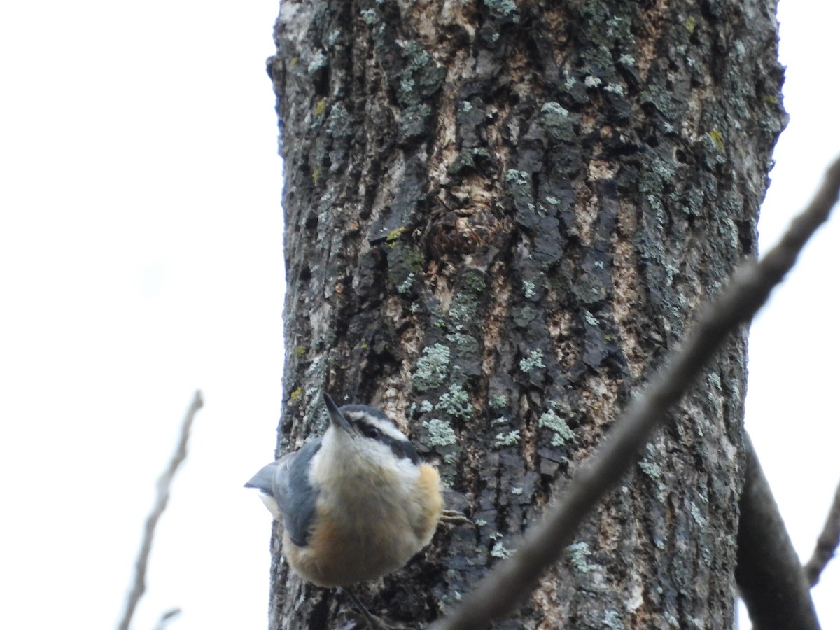סיטה קנדית - ML646819737