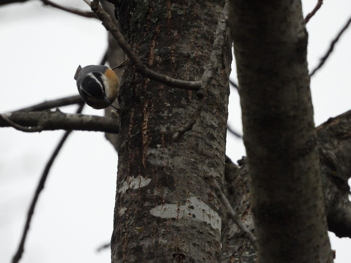 סיטה קנדית - ML646819738