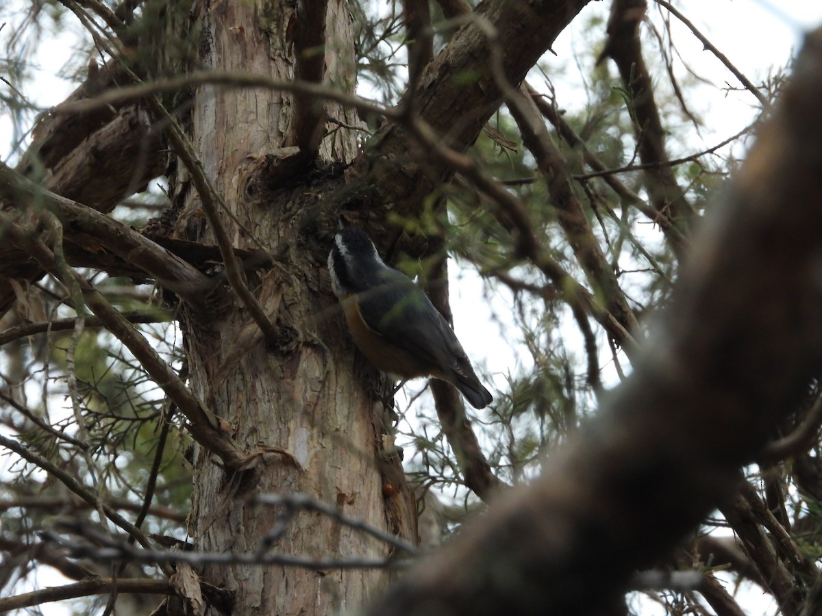 סיטה קנדית - ML646819739