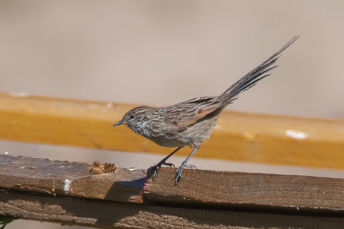 Сікора світлогорла - ML646819742