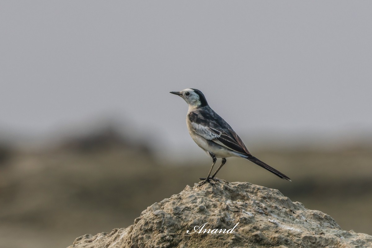 白鶺鴒 - ML646819744