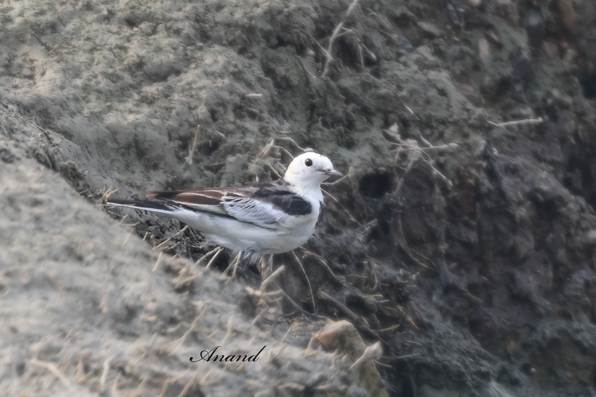 白鶺鴒 - ML646819749