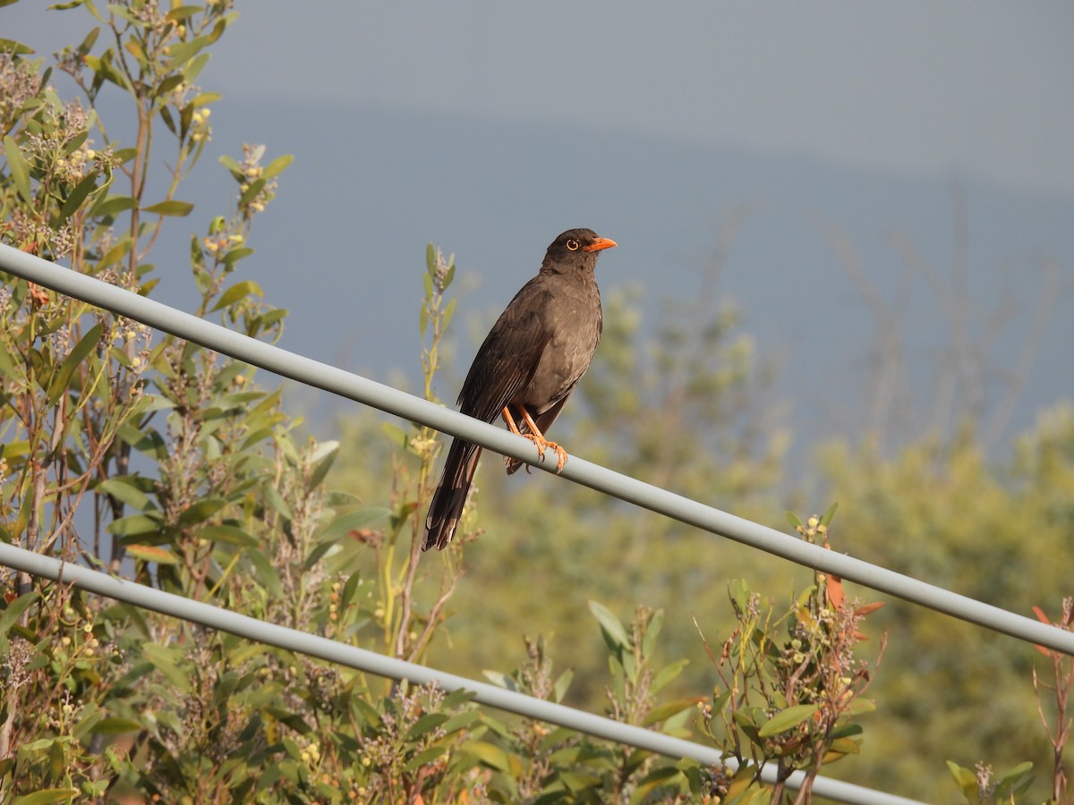 Büyük Ardıç - ML646819753