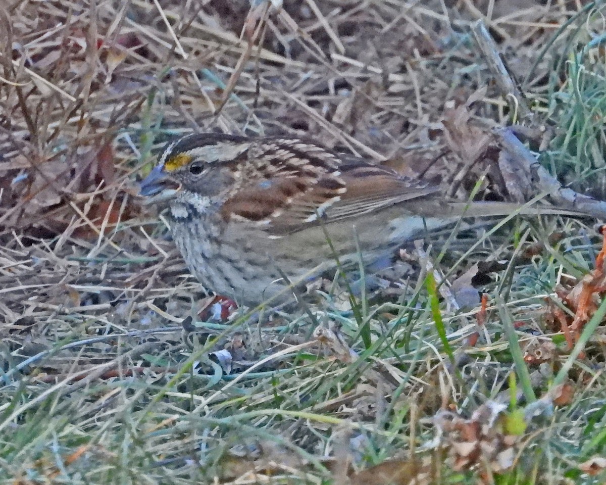 White-throated Sparrow - ML646819754