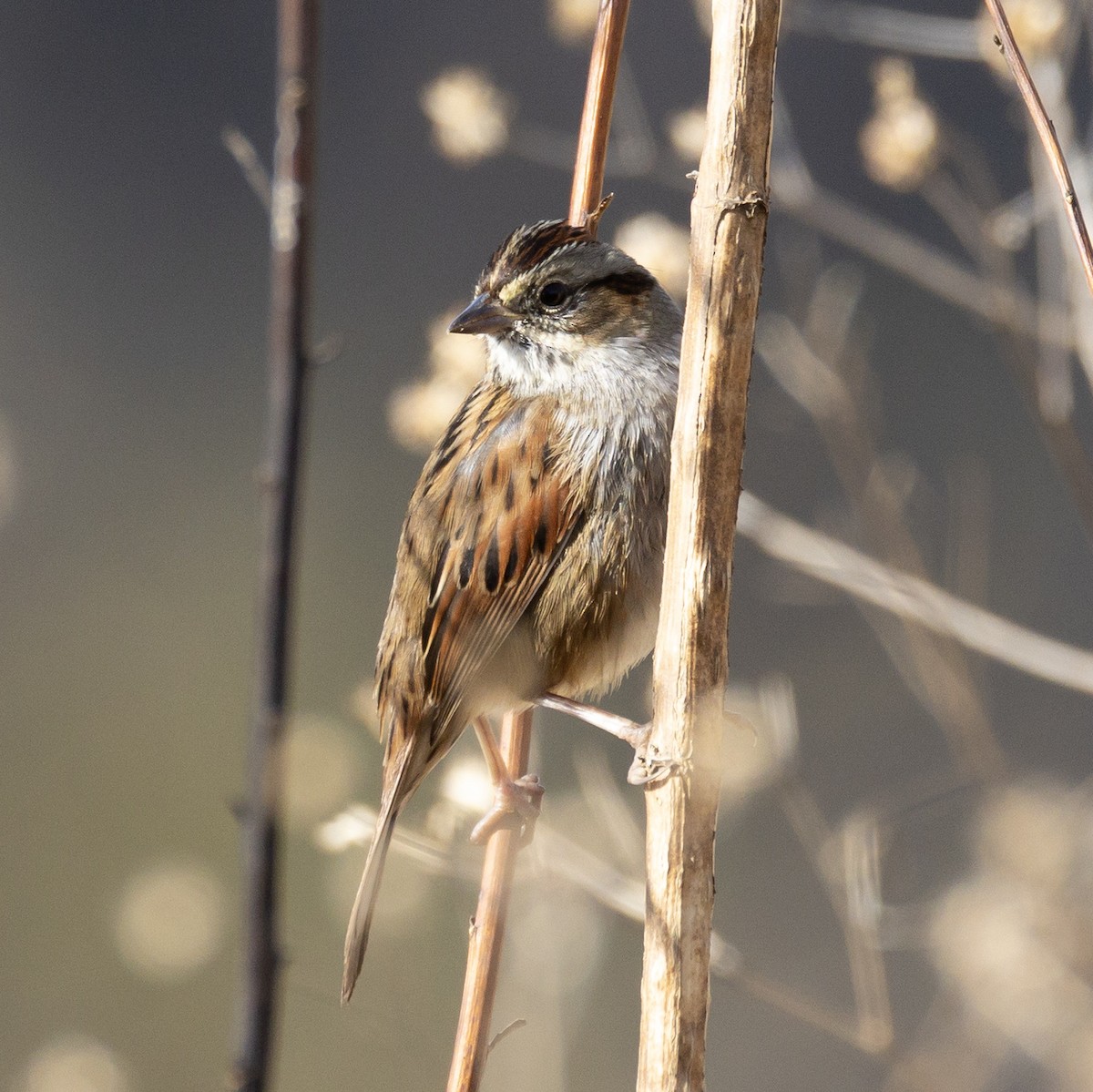 Bruant des marais - ML646819755