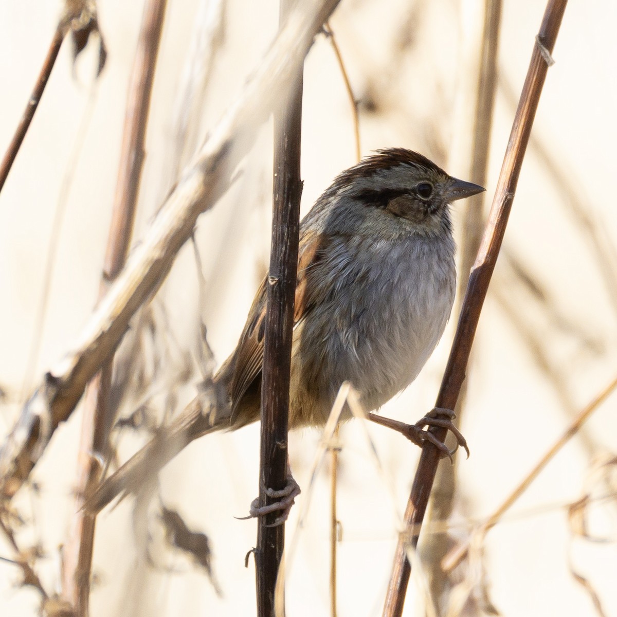 Bruant des marais - ML646819756