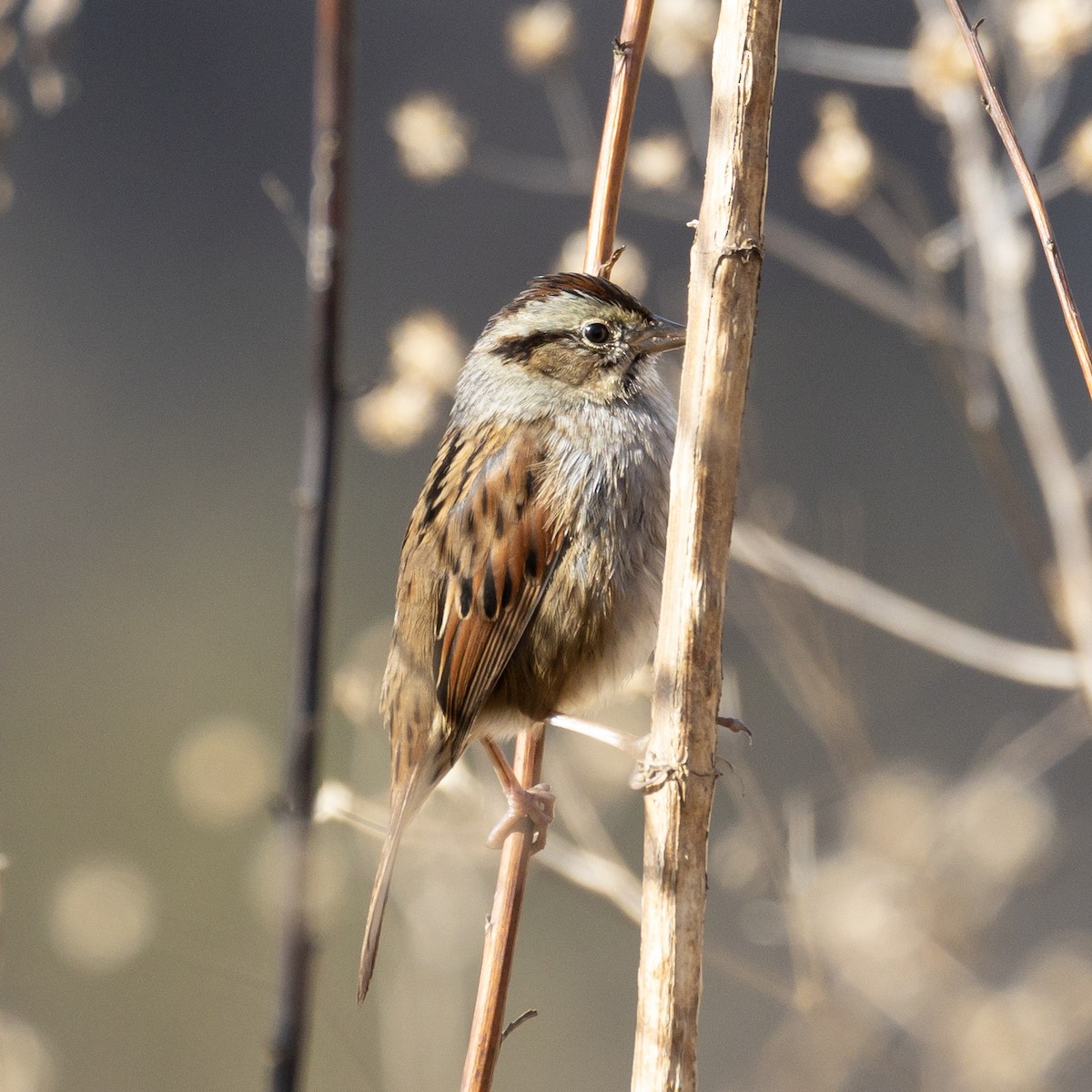 Bruant des marais - ML646819757