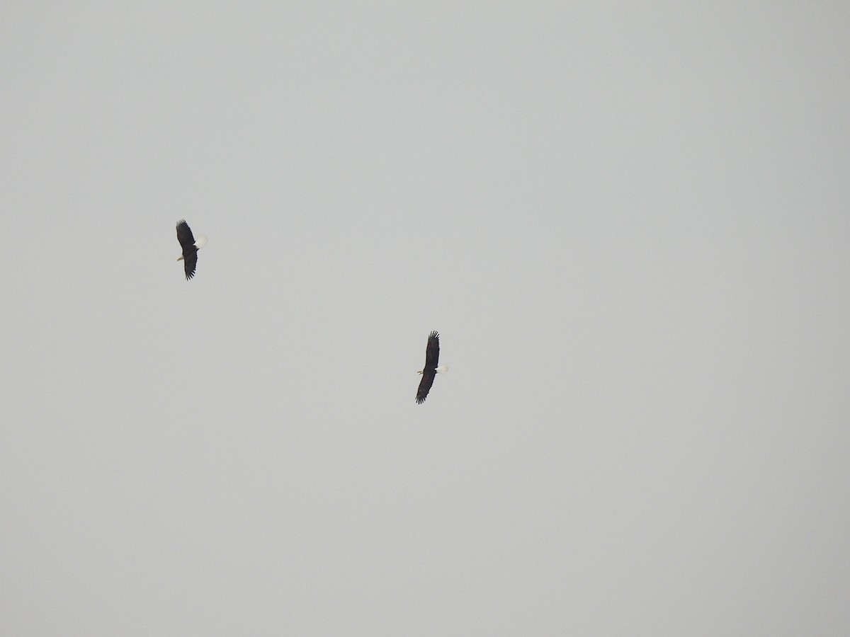 Itsas arrano buruzuria - ML646819758