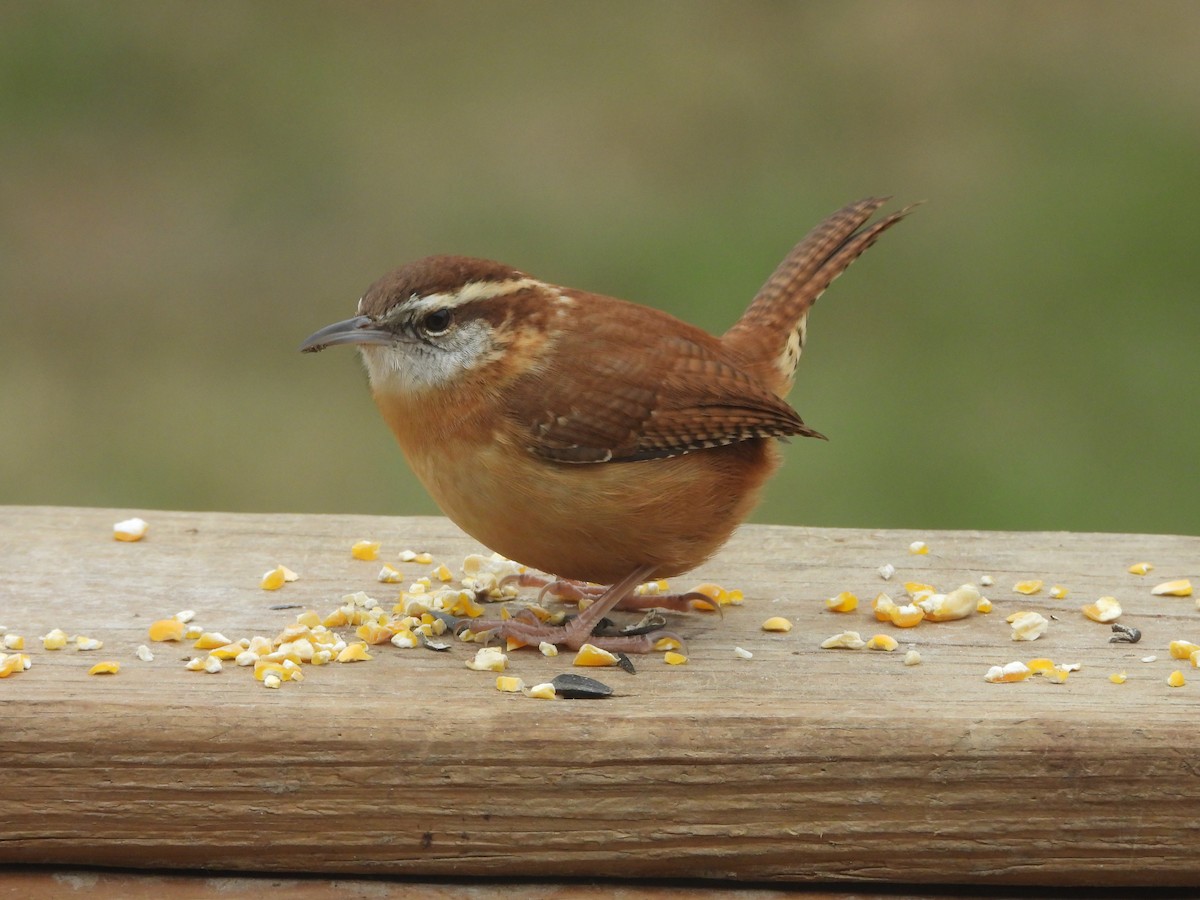 Carolina Wren - ML646819759