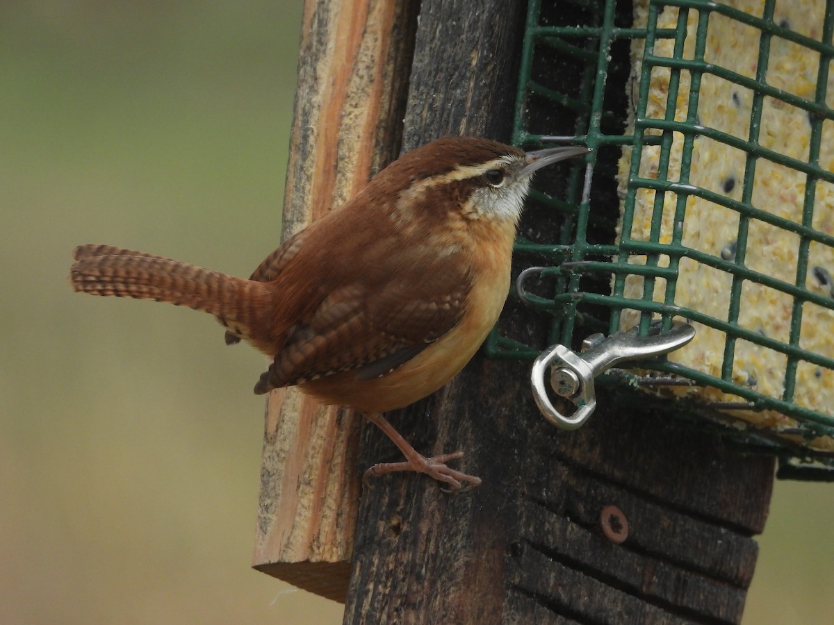 Carolina Wren - ML646819760