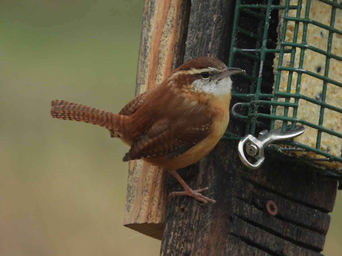 Carolina Wren - ML646819761