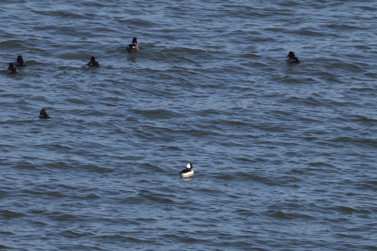 hohol bělavý - ML646819765