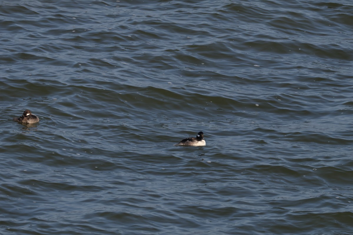 hohol bělavý - ML646819766