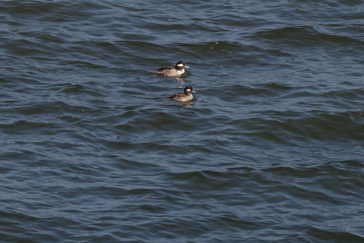 hohol bělavý - ML646819767