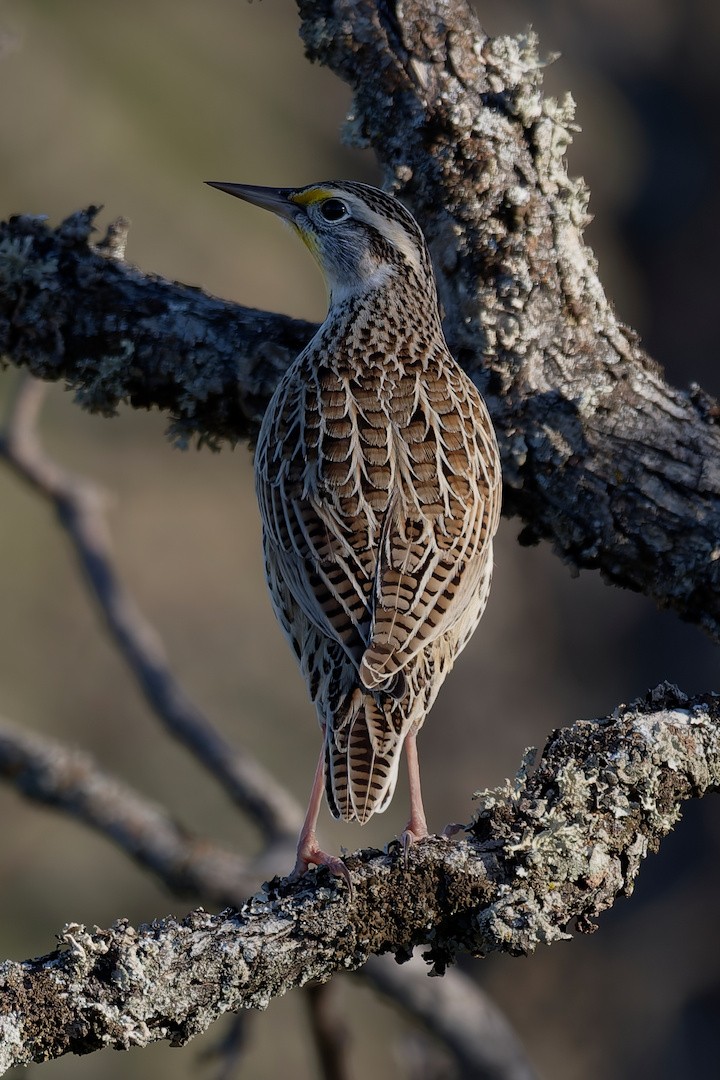 Pradero Occidental - ML646819785