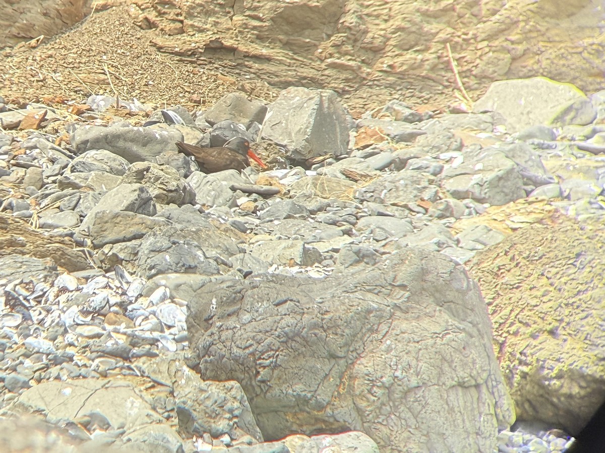 Чёрный кулик-сорока - ML646819786