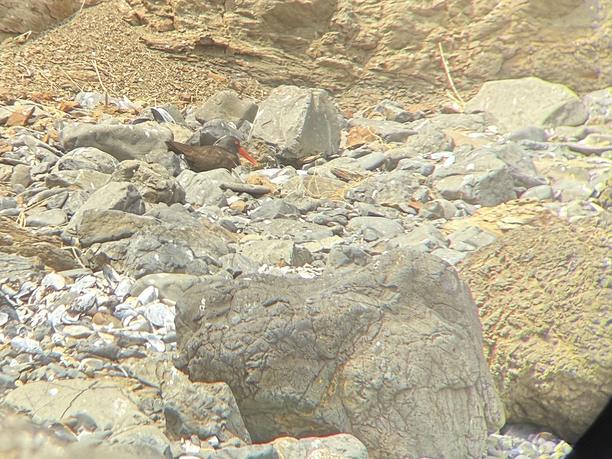 Чёрный кулик-сорока - ML646819787