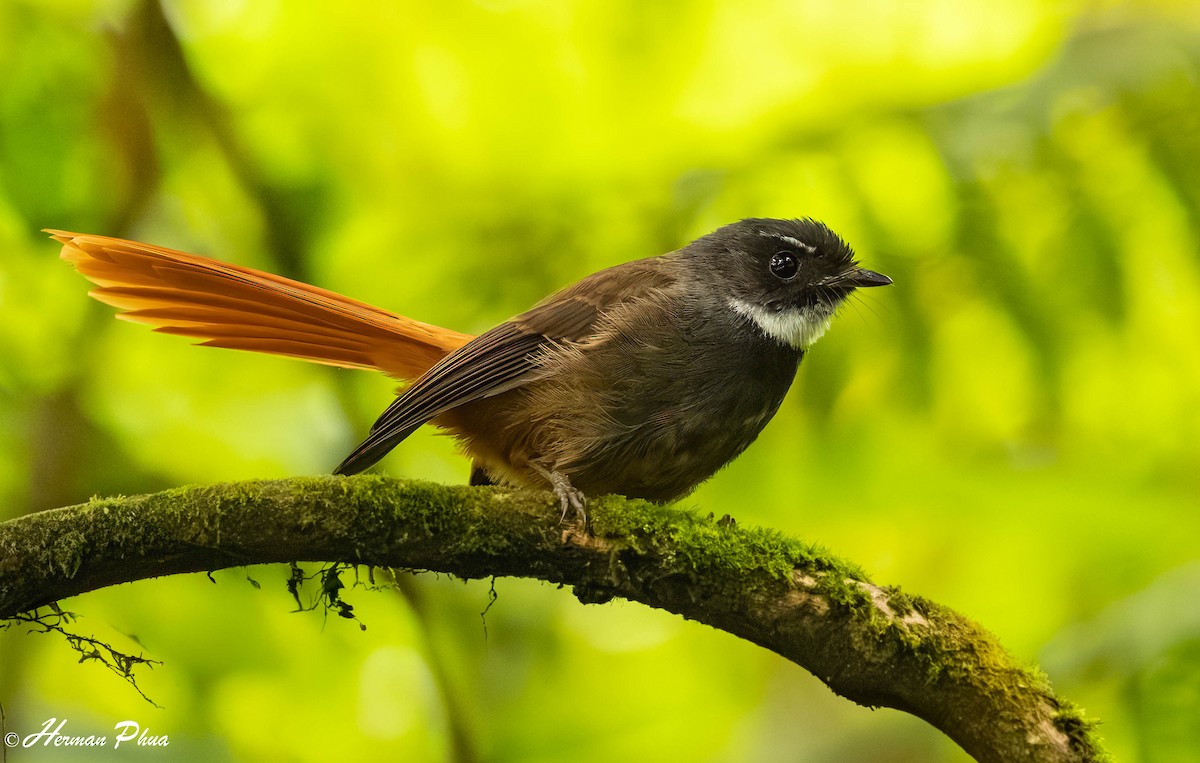 Rotbürzel-Fächerschwanz - ML646819788