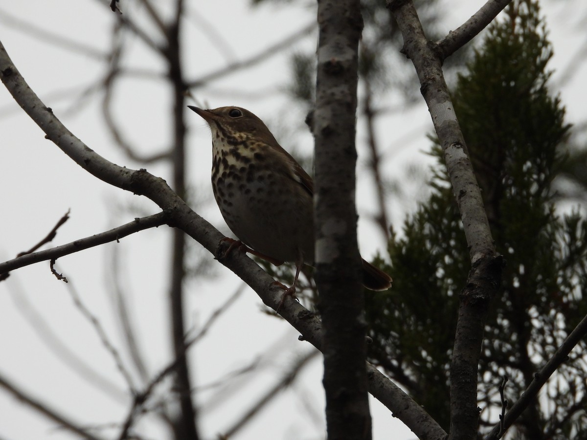 קיכלי חלוד-זנב - ML646819789