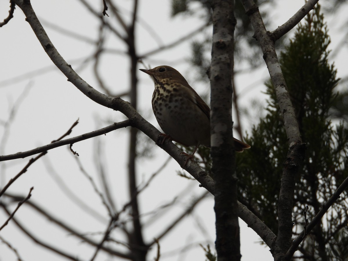 קיכלי חלוד-זנב - ML646819790