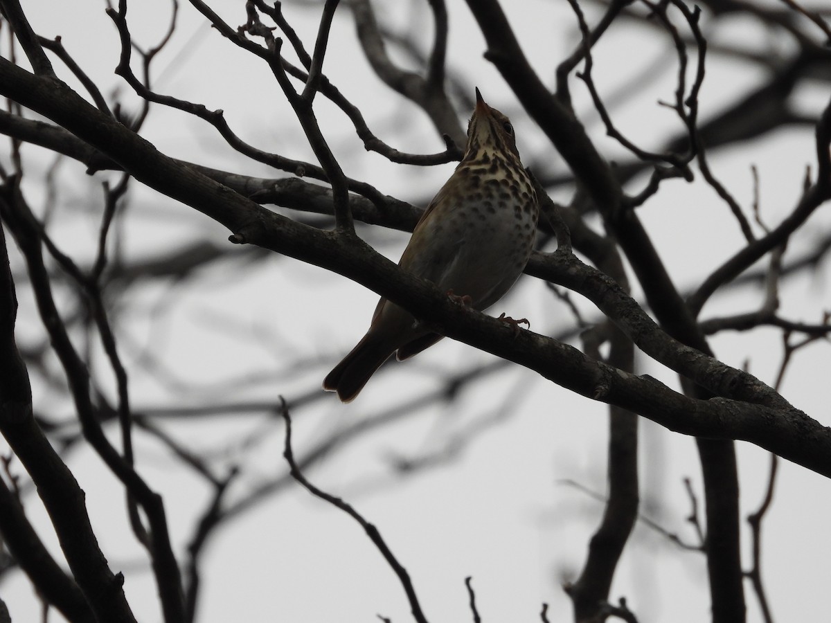 קיכלי חלוד-זנב - ML646819791