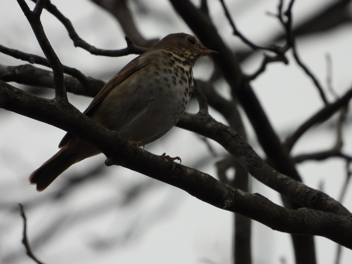 קיכלי חלוד-זנב - ML646819792