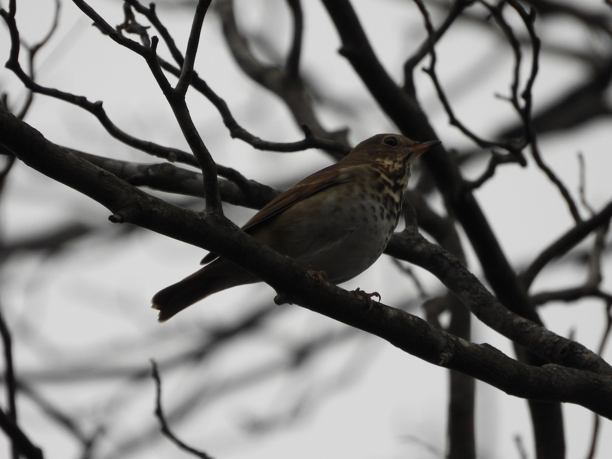 קיכלי חלוד-זנב - ML646819793