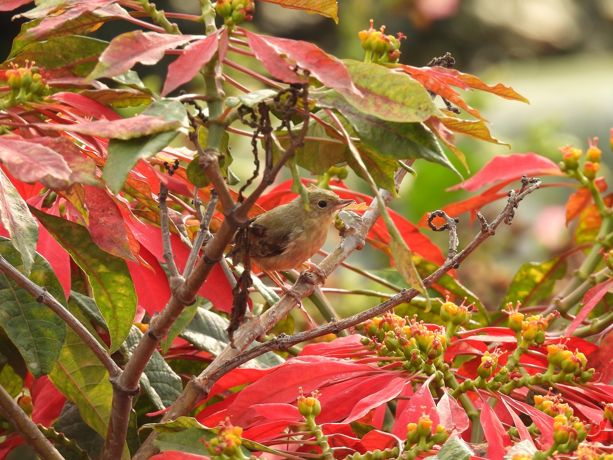 Pas Rengi Çiçekdelen - ML646819794