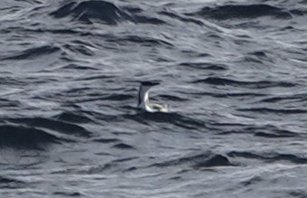 Arctic Loon - ML646819795