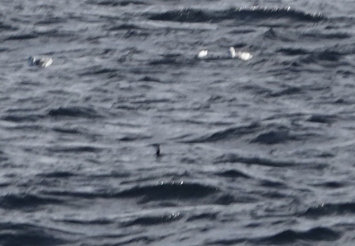 オオハム - ML646819797