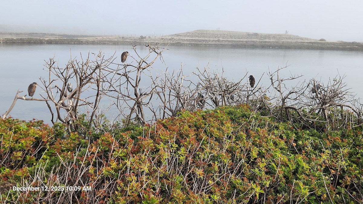 Krabbenreiher - ML646819798
