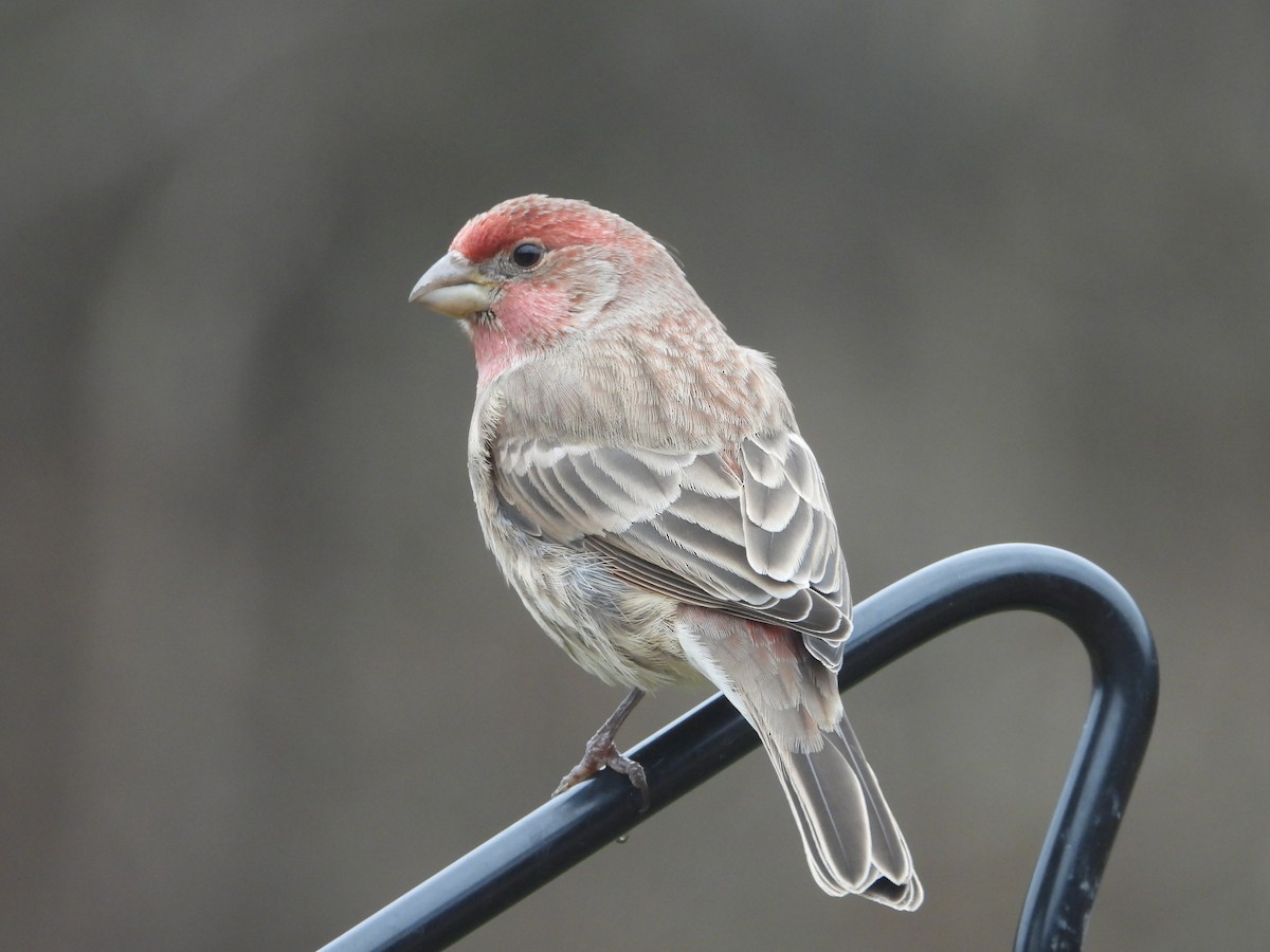 House Finch - ML646819802