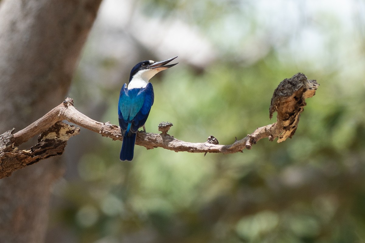Forest Kingfisher - ML646819803